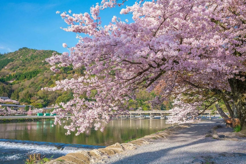 A cherry blossom tree by a river with a bridge in the background. 5