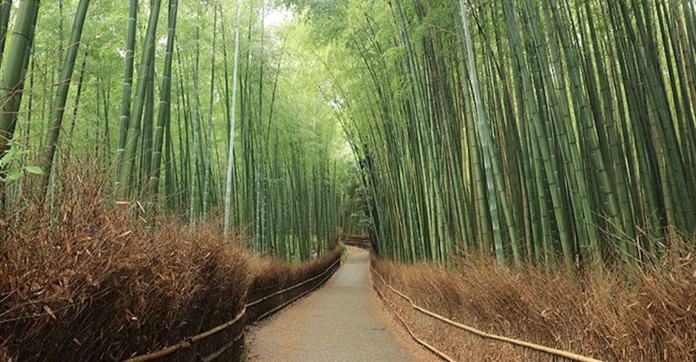 A bamboo forest pathway. 4