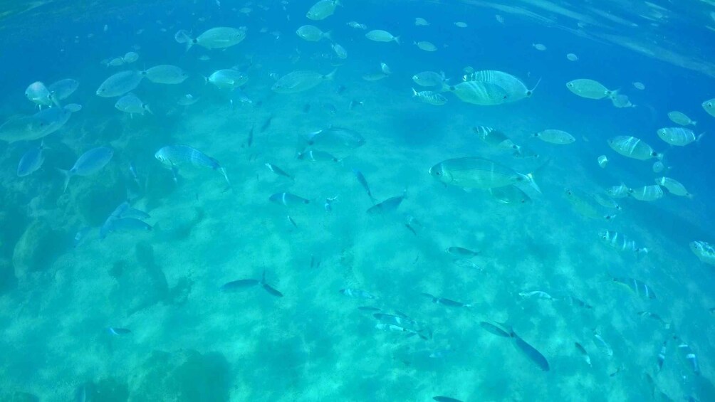 A school of fish swimming in clear blue water. 4