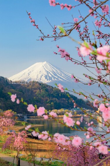 Mount Fuji, cherry blossoms, and a lake. 2