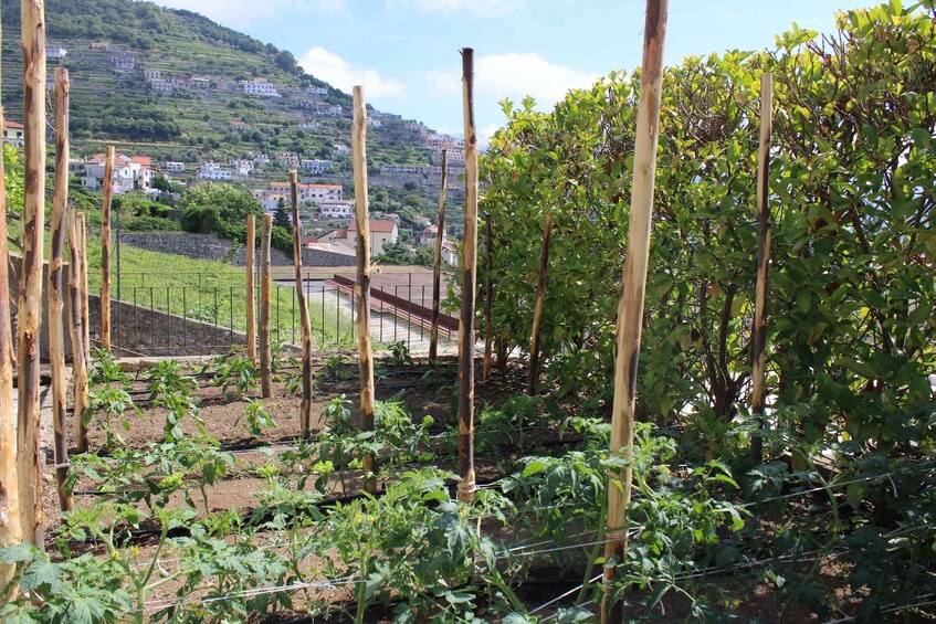 A garden with tomato plants, a wooden fence, and a hillside village in the background. 5