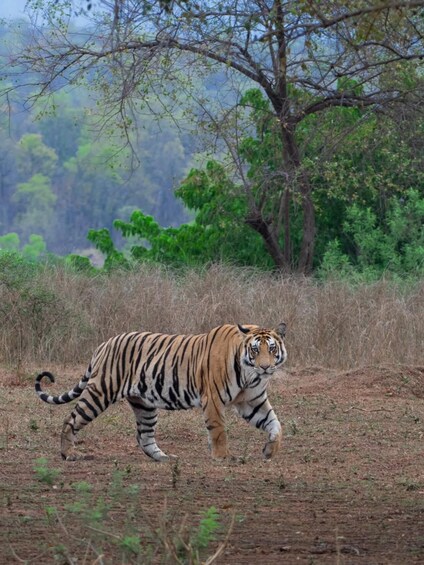 A tiger walking through a dry grassland with trees in the background. 2