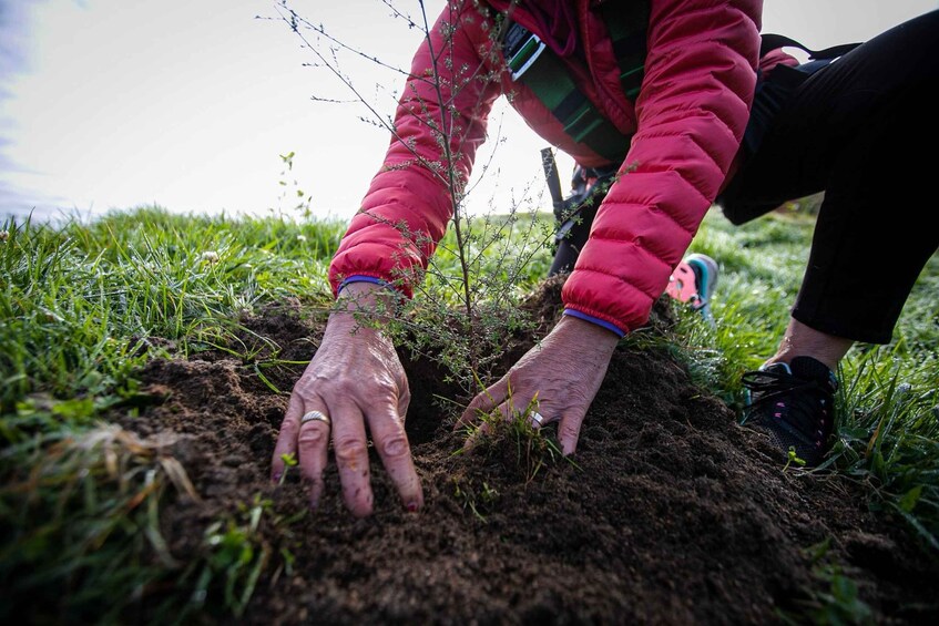 A person planting a tree in a grassy field. 3