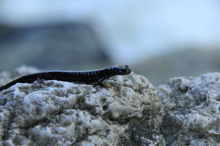 A salamander on a rock. 5