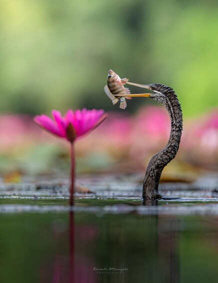 A heron holding a fish with a pink lotus in the background. 2