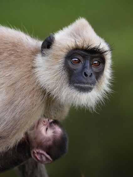 A monkey with light brown fur and a darker face, sitting on a branch. 4