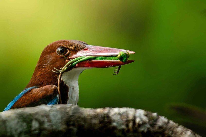 A bird with a large beak holding a green snake. 1