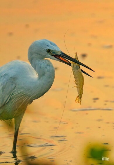 A white bird holding a fish in its beak. 5