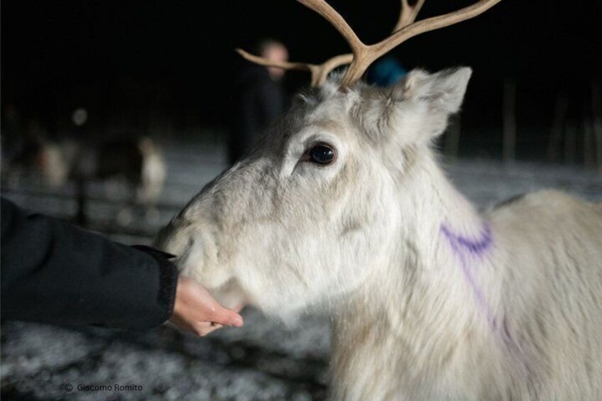A reindeer with antlers being fed by a person. 1