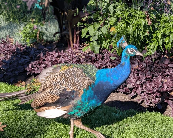 A peacock with blue and green feathers standing on grass with purple foliage in the background. 4