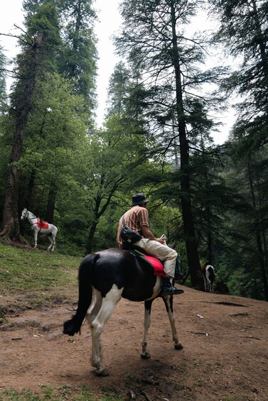 Picture 1 for Activity Beitostølen: 2-Hour Countryside Horse Riding Adventure 3