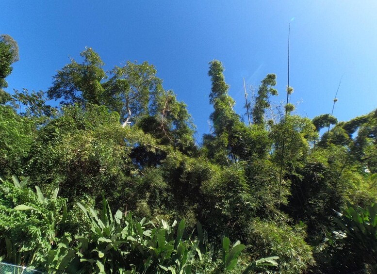 Dense green foliage, a clear blue sky, and a power line. 3