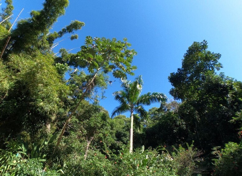 A dense tropical forest with various trees and undergrowth. 5