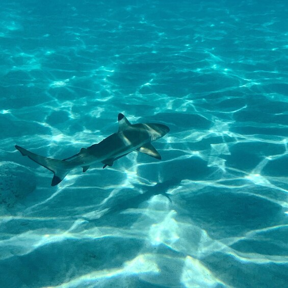 A shark swimming in clear blue water. 4