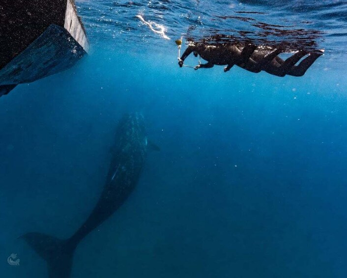 A diver swimming near a large whale in clear blue water. 3