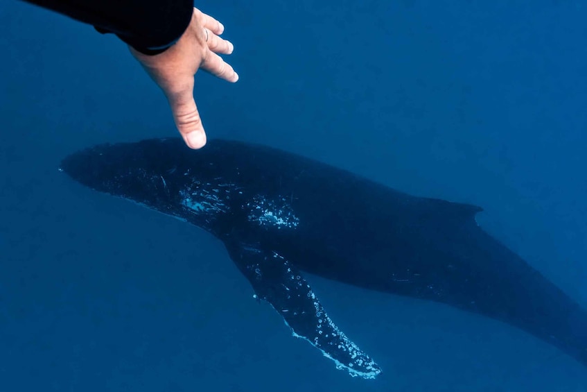 A person reaching out to a whale in the ocean. 1