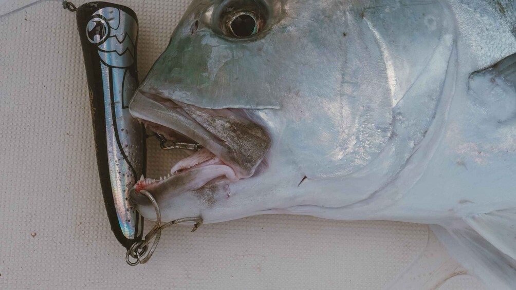 A fish with a lure attached to its mouth. 4
