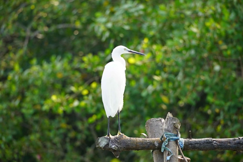 A white bird perched on a branch with a green, leafy background. 4