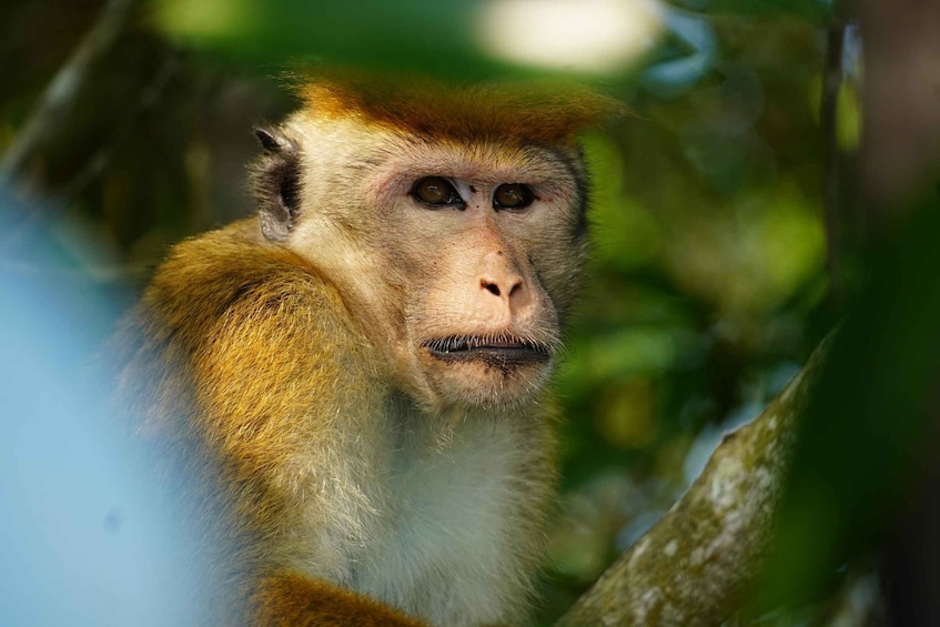 A monkey with brown fur and a white underbelly, surrounded by green foliage. 5