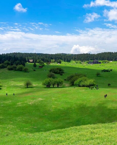 A green field with scattered trees and a forest in the background. 3