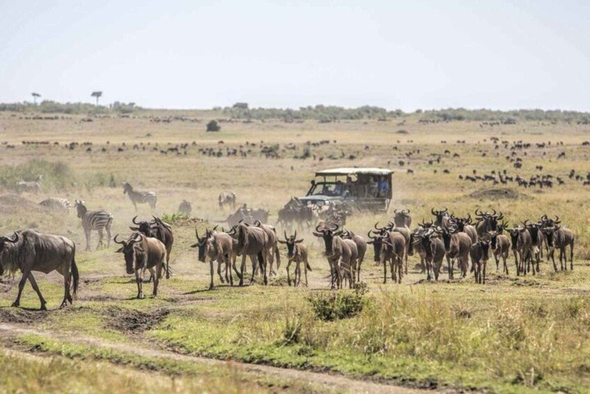 A herd of wildebeests and zebras crossing a dirt road with a safari vehicle in the background. 4