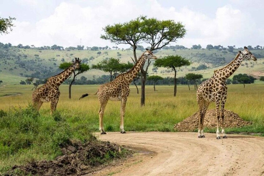 Three giraffes on a dirt path with trees and a hilly landscape in the background. 2