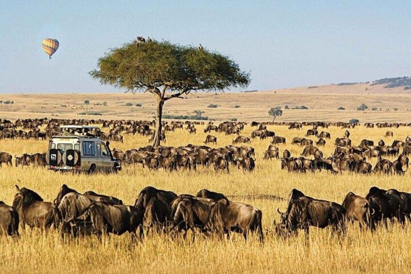 A herd of wildebeests in a grassy field with a tree and a vehicle. 1