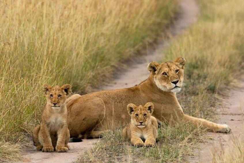 Three lions on a dirt path surrounded by tall grass. 5