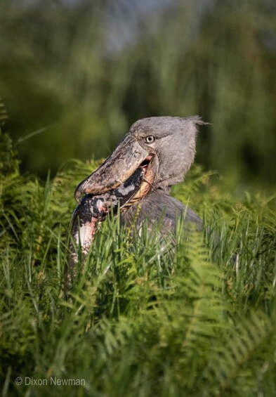 A large bird with a hooked beak holding a fish in its beak. 4