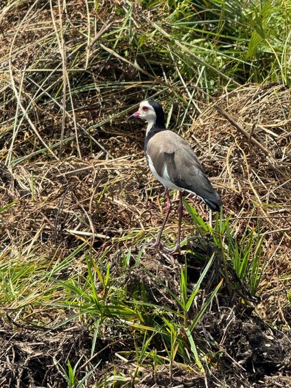 A bird standing on the ground amidst dry grass and soil. 2