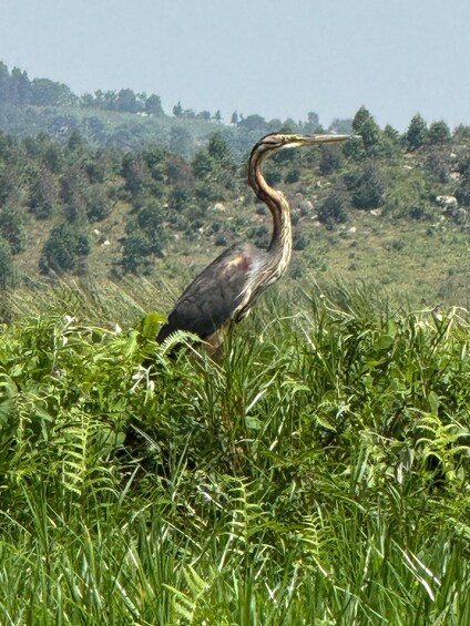 A heron standing in tall grass with a hilly landscape in the background. 5