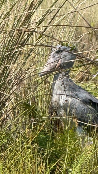 A large bird camouflaged among tall grasses in a natural landscape. 3