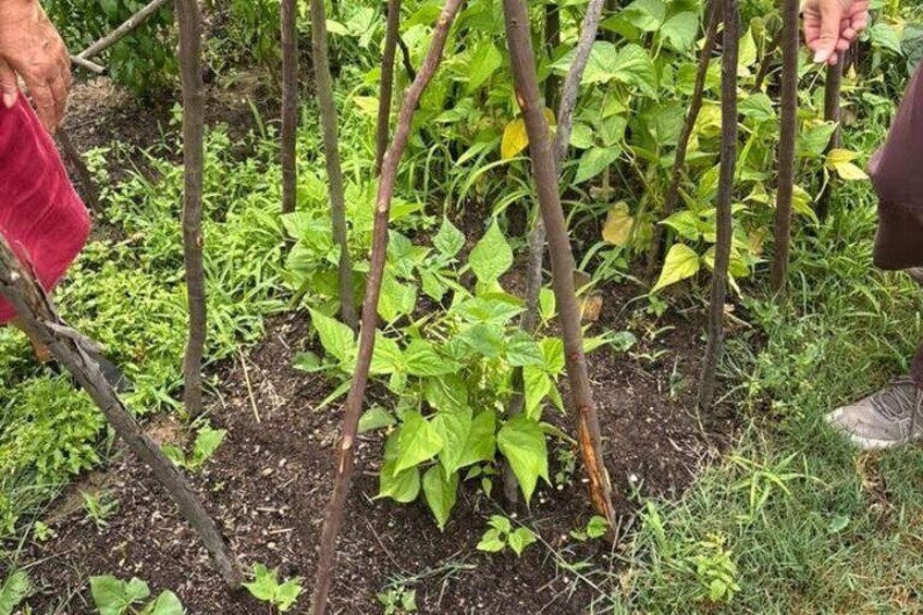 A garden with young plants supported by stakes. 2