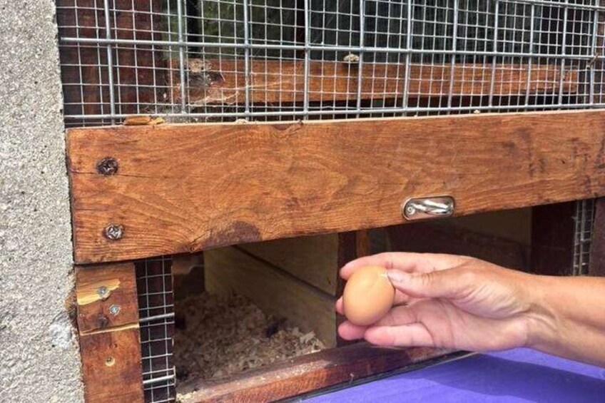 A hand holding an egg near a wooden crate with a metal wire cage inside. 5
