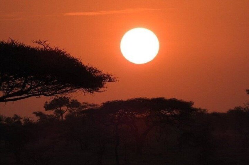 A sunset with a bright sun, silhouetted trees, and a clear sky. 3