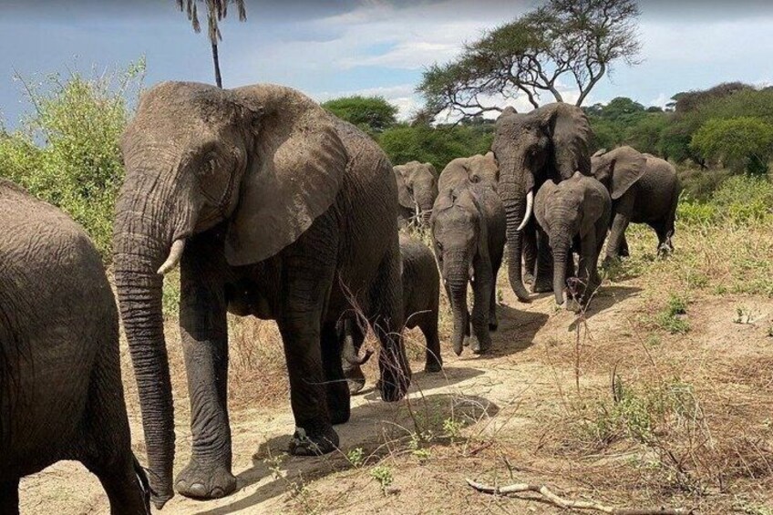 A herd of elephants walking along a dirt path in a savannah landscape. 1
