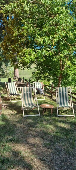 Outdoor seating under a tree with a grassy area. 2