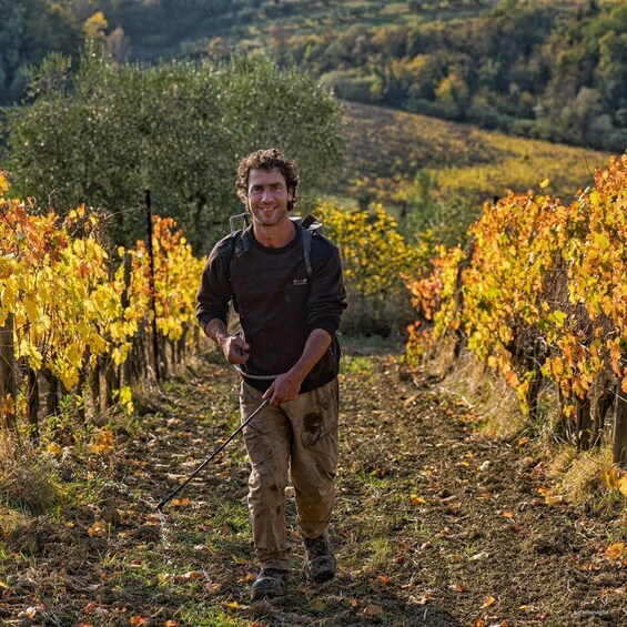 A person walking through a vineyard with rows of grapevines. 1