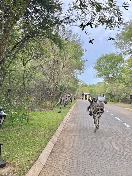 Zebras walking along a paved road in a park-like setting with trees and a car in the background. 5