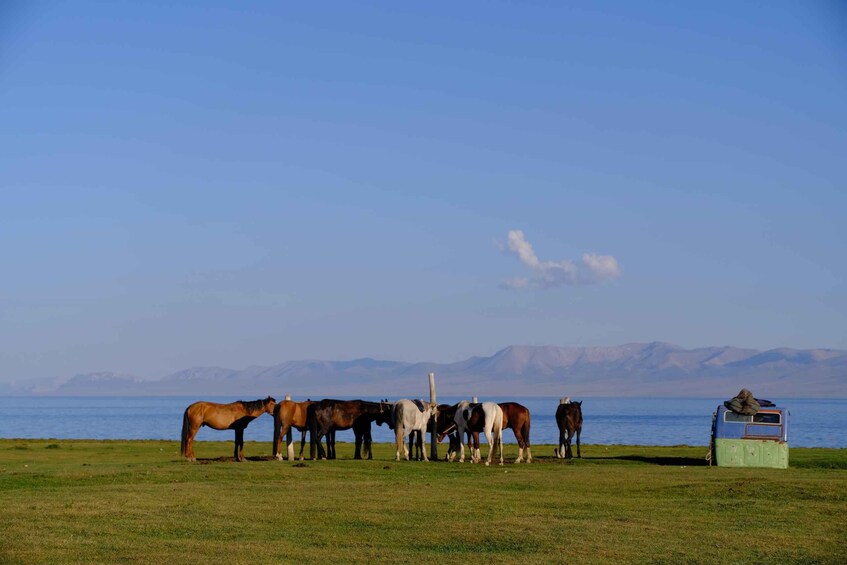 A group of horses grazing near a body of water with mountains in the background. 1