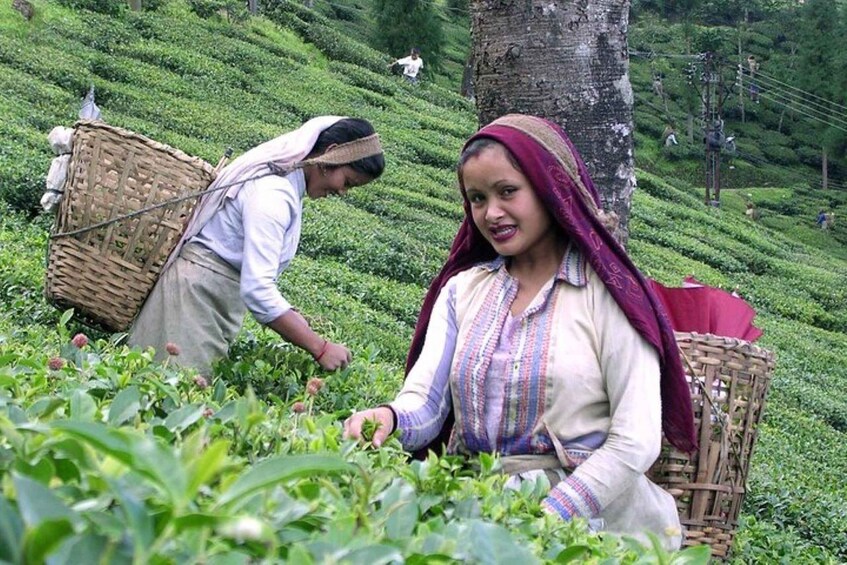 Two people in a tea plantation, one sitting and the other bending over the plants. 4