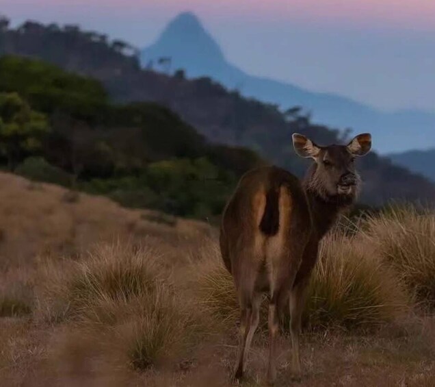 A mountain goat standing on a grassy hillside with a mountain in the background. 3