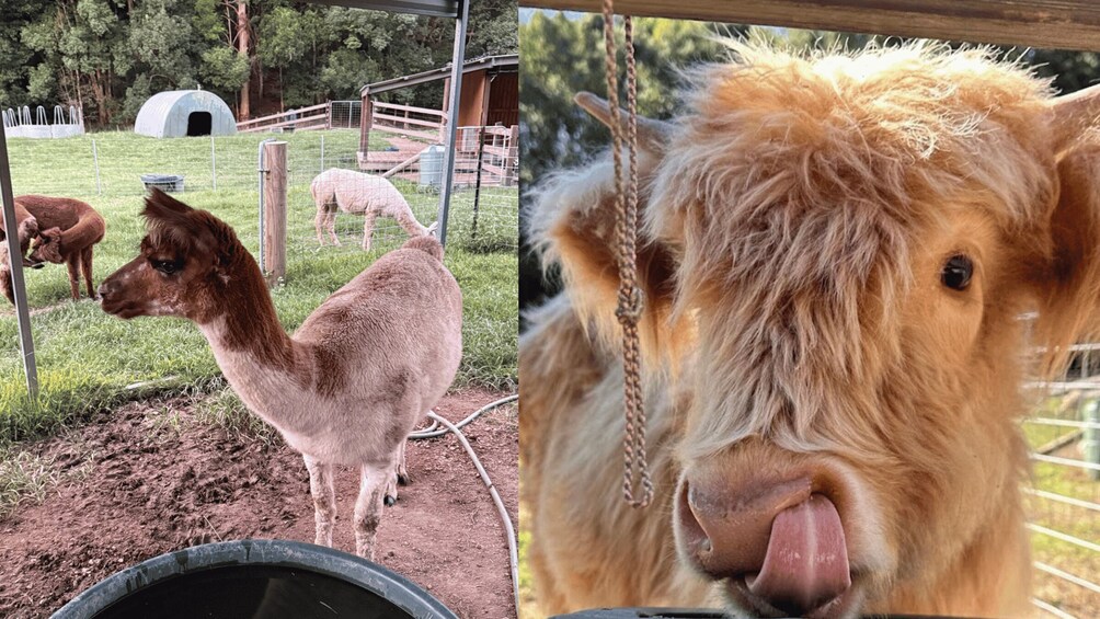 A llama in a fenced enclosure with a water trough and a shelter in the background. 4