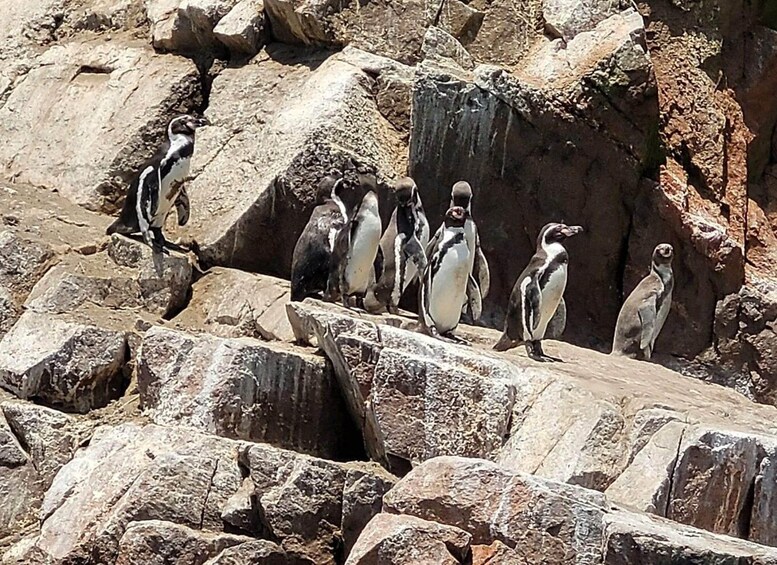 A group of penguins on rocky terrain. 3