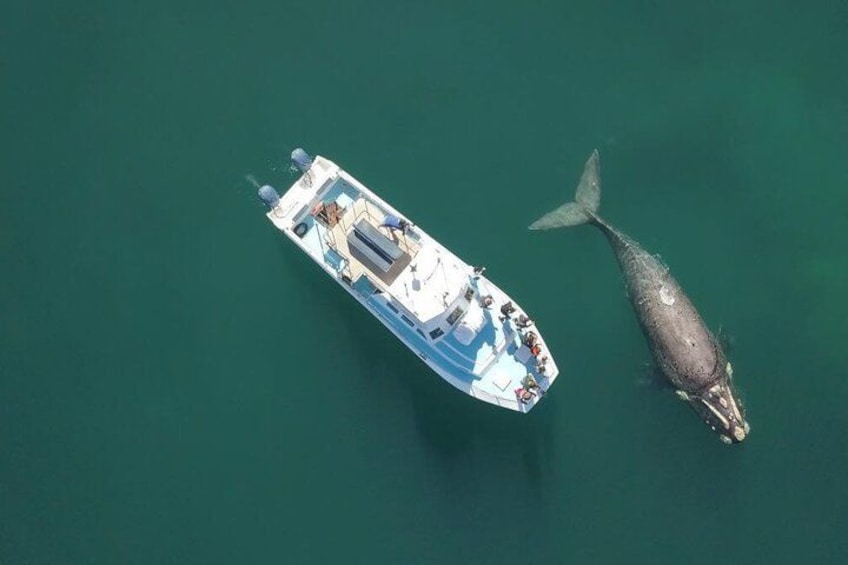 A boat with people on it and a whale nearby. 2