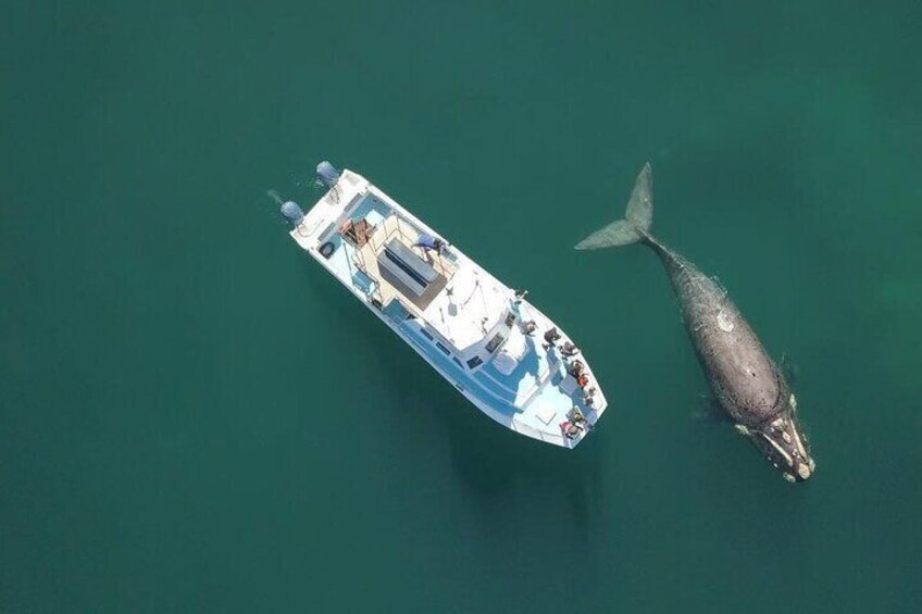 A boat with people on it and a whale nearby. 2