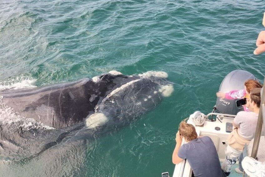 Whale Watching Adventure in Gansbaai 3