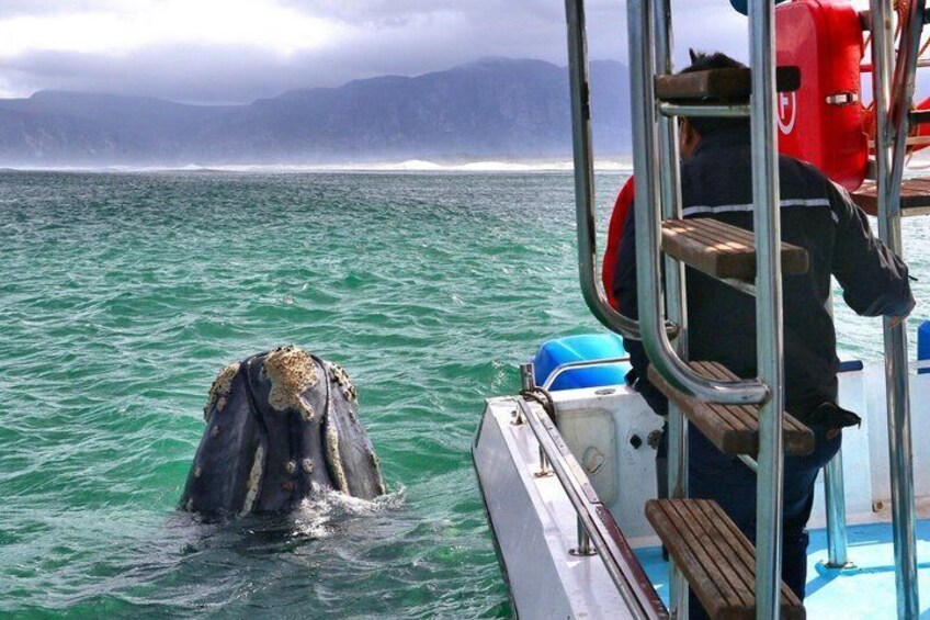 Whale Watching Adventure in Gansbaai 5