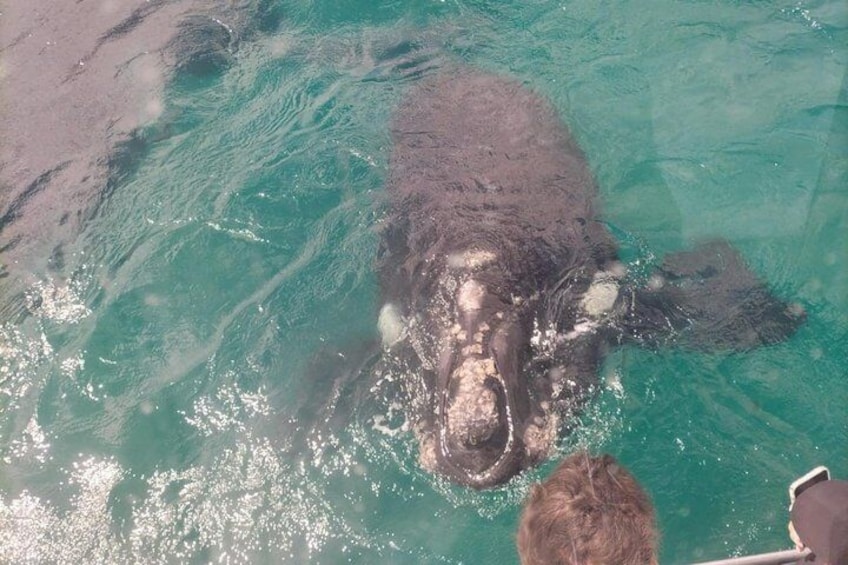 Whale Watching Adventure in Gansbaai 2