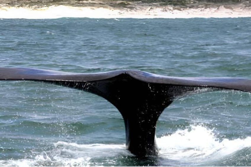 Whale Watching Adventure in Gansbaai 3